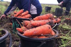 Termes i normes per a la collita de pastanagues per a l’emmagatzematge a l’hivern