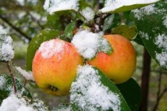 Přehled zimních odrůd jablek skladovaných do jara