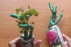 Tipy od zkušených pěstitelů, jak odstranit vosk ze sazenic růží