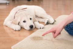 Ways and methods on how to remove the smell of dog urine from the carpet at home
