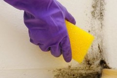 Effective ways and techniques how to easily remove mold from the walls in your apartment