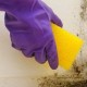 Effective ways and techniques how to easily remove mold from the walls in your apartment
