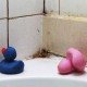 Com eliminar de forma ràpida i efectiva el motlle del bany?