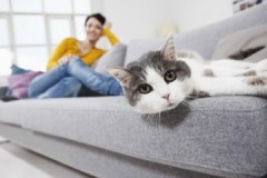 כיצד ועם מה להסיר במהירות, בפשטות ובזול את ריח שתן החתול מהספה?