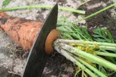Important rules for pruning carrots for winter storage