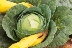 List of cabbage varieties to store for the winter