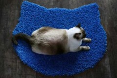 Méthodes efficaces et simples pour nettoyer les poils de chat du tapis
