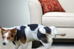 Com i amb què eliminar ràpidament, eficaçment i sense esforç l’olor d’orina de gos de la tapisseria del sofà?
