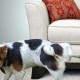 איך ועם מה להסיר במהירות, ביעילות וללא מאמץ את ריח שתן הכלבים מריפוד הספה?