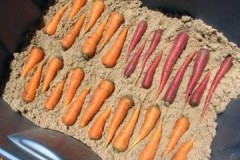 Pros, contres i condicions per a l’emmagatzematge hivernal de pastanagues a la sorra