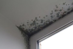 How to easily and effectively remove mold from plastic and wood windows?